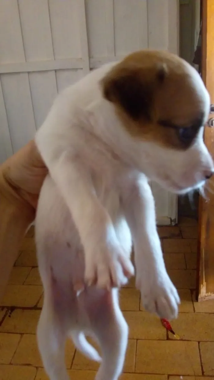 Cachorro ra a Indefinida idade 2 a 6 meses nome Sem nome