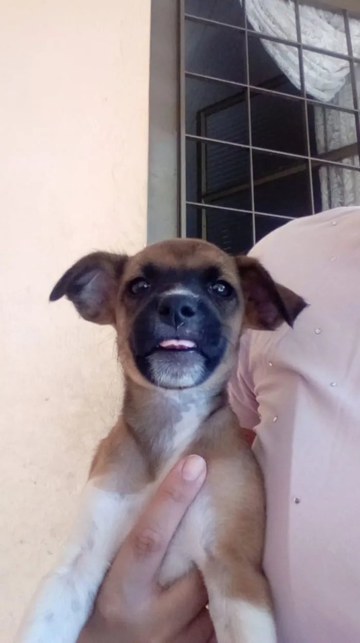 Cachorro ra a Indefinida idade 2 a 6 meses nome Sem nome