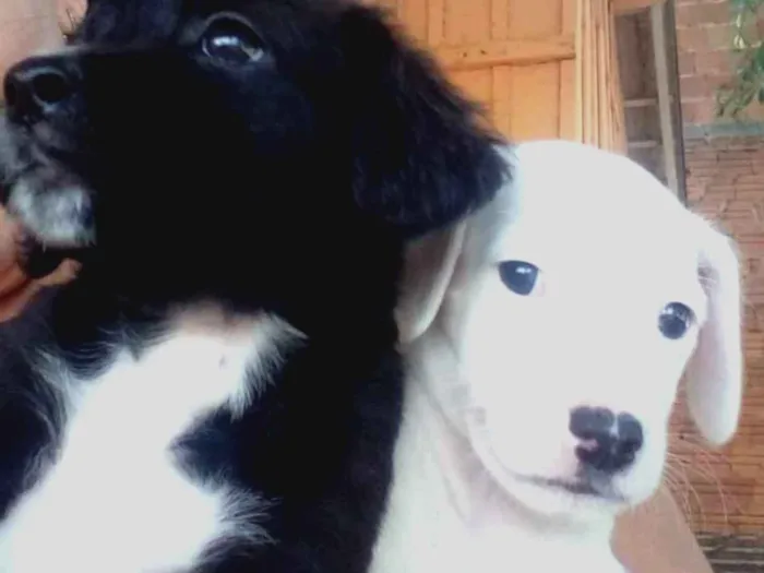 Cachorro ra a Indefinida idade 2 a 6 meses nome Sem nome