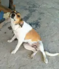 Belinha