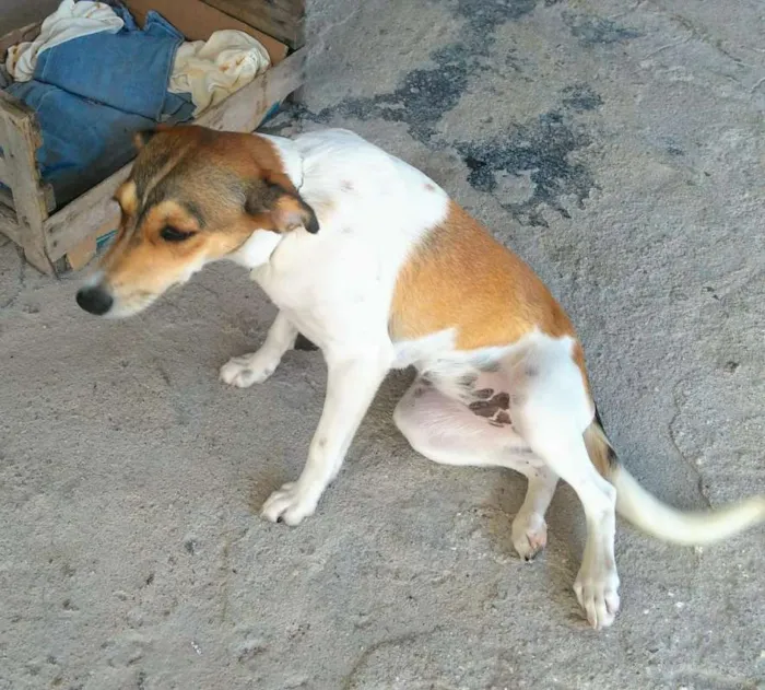 Cachorro raça sem raça idade 7 a 11 meses nome Belinha