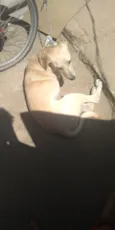Lilico 
