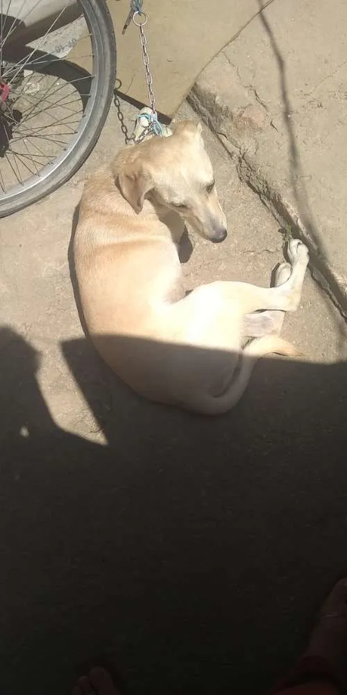 Cachorro ra a Labrador  idade 2 a 6 meses nome Lilico 