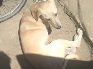 Cachorro raça Labrador  idade 2 a 6 meses nome Lilico 