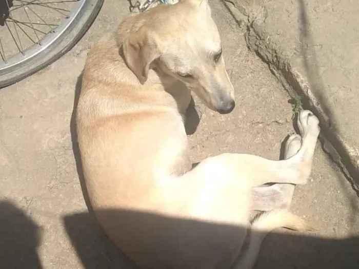 Cachorro ra a Labrador  idade 2 a 6 meses nome Lilico 