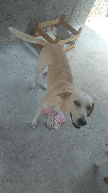 Cachorro raça Tipo Labrador idade 3 anos nome Marley