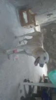 Marley