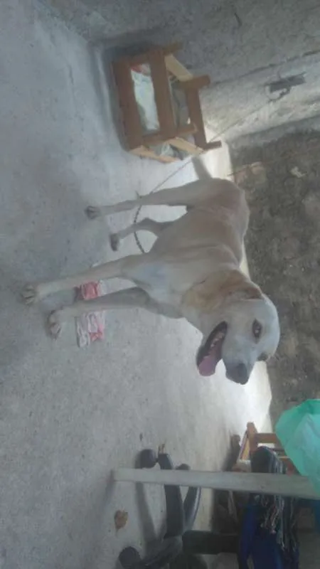Cachorro raça Tipo Labrador idade 3 anos nome Marley