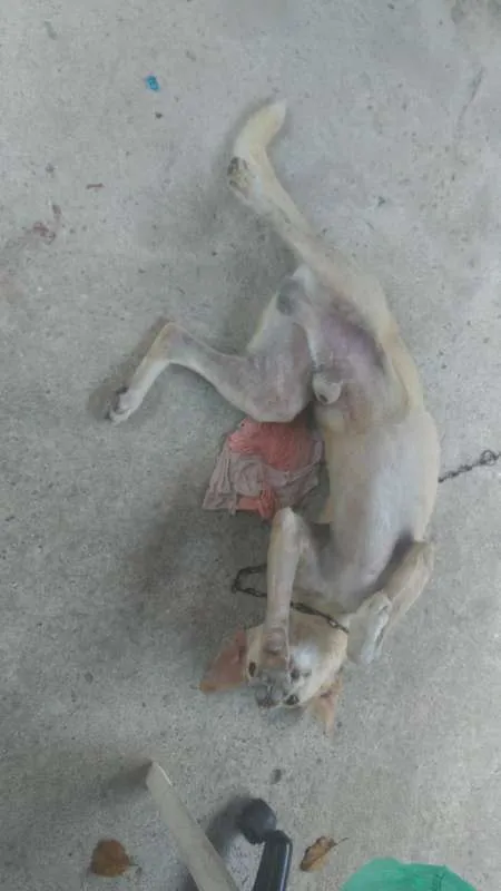 Cachorro raça Tipo Labrador idade 3 anos nome Marley
