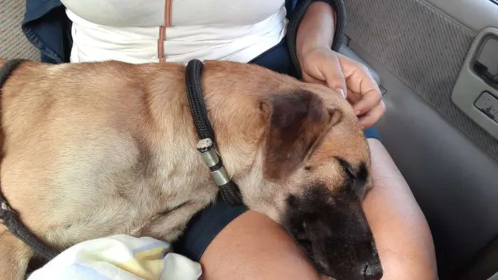 Cachorro raça Vira  lata idade 1 ano nome Princesa 