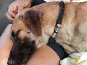 Cachorro raça Vira  lata idade 1 ano nome Princesa 