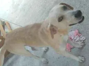 Cachorro raça Tipo Labrador idade 3 anos nome Marley
