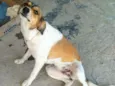 Belinha