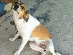 Cachorro raça sem raça idade 7 a 11 meses nome Belinha