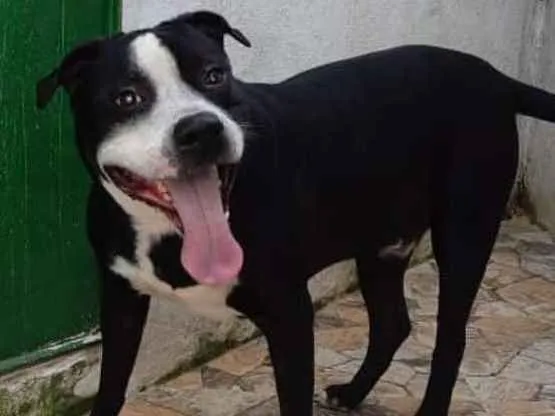 Cachorro ra a pitbull idade  nome thor
