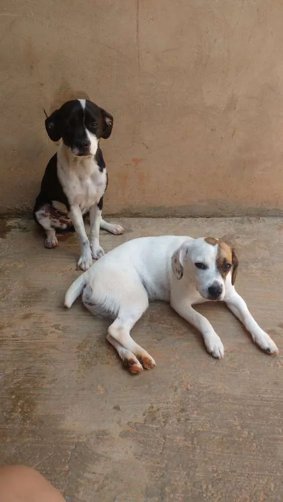 Cachorro ra a SRD-M: Bulldog F/ P:vira lata idade 7 a 11 meses nome Malú e Stella