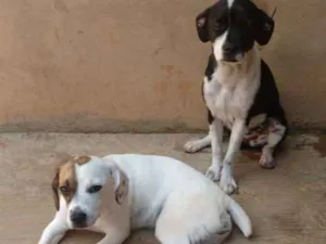 Cachorro raça SRD-M: Bulldog F/ P:vira lata idade 7 a 11 meses nome Malú e Stella