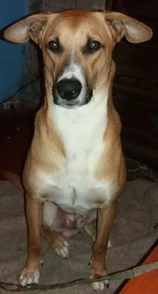 Cachorro ra a Raça indefinida idade 7 a 11 meses nome Max