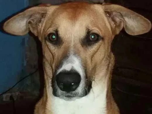 Cachorro ra a Raça indefinida idade 7 a 11 meses nome Max