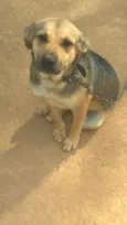 Marshal
