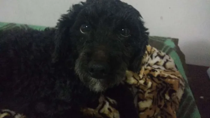 Cachorro ra a Poodle idade 2 anos nome Ziggy