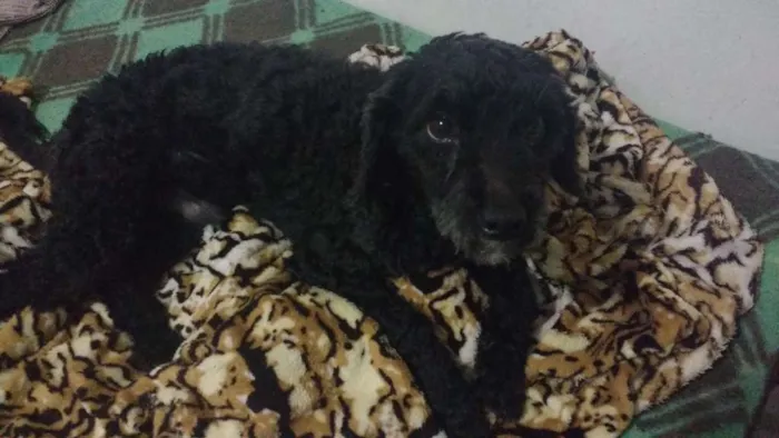 Cachorro ra a Poodle idade 2 anos nome Ziggy