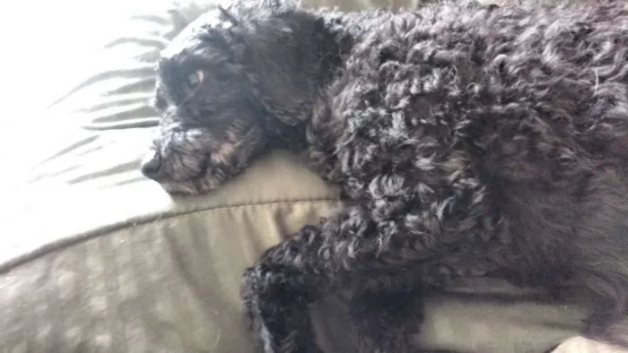 Cachorro ra a Poodle idade 2 anos nome Ziggy