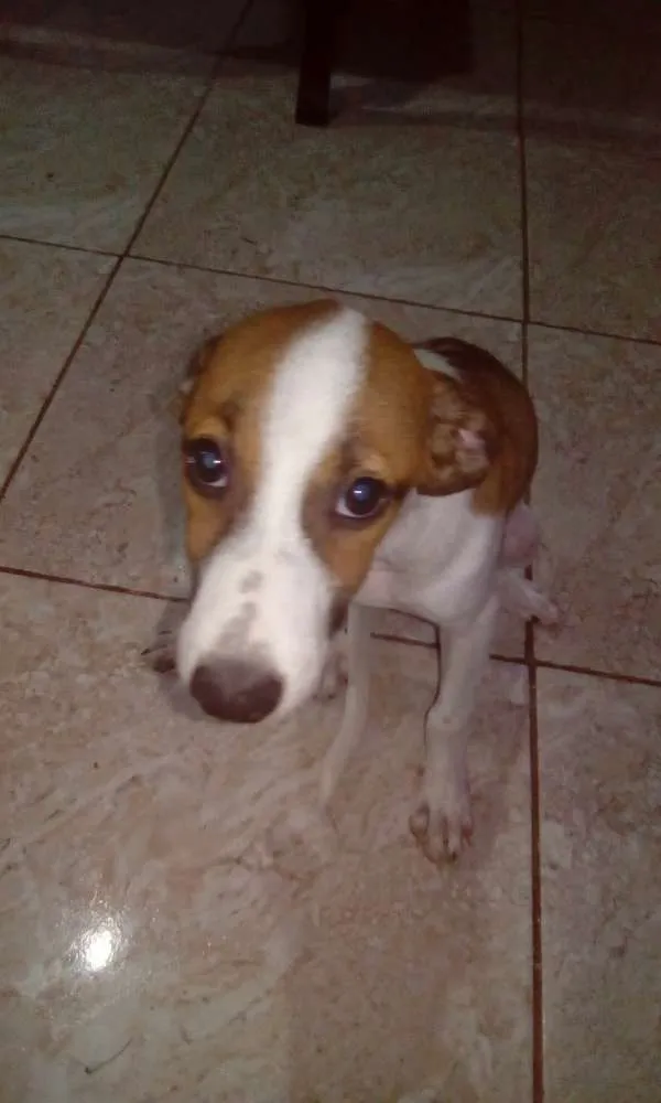 Cachorro ra a Vira-lata idade 2 a 6 meses nome Mirocha