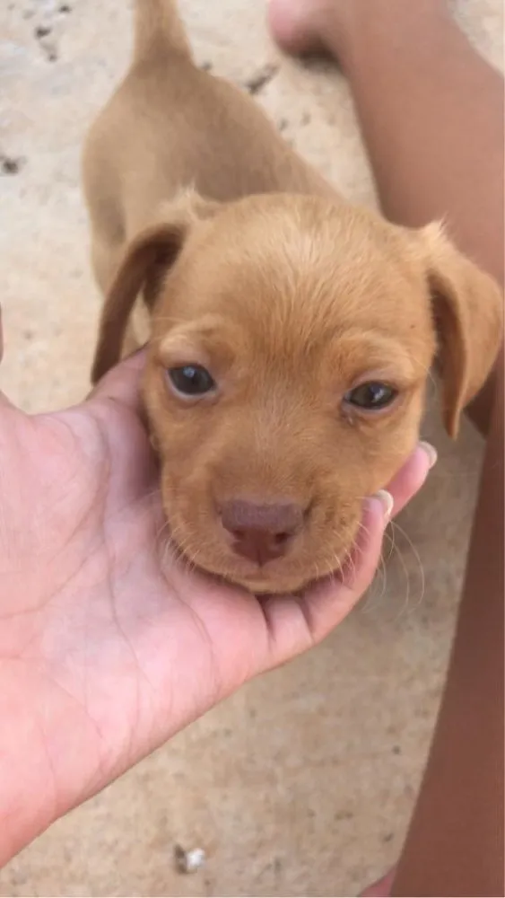 Cachorro ra a Vira-lata  idade 2 a 6 meses nome Sem nome ainda 