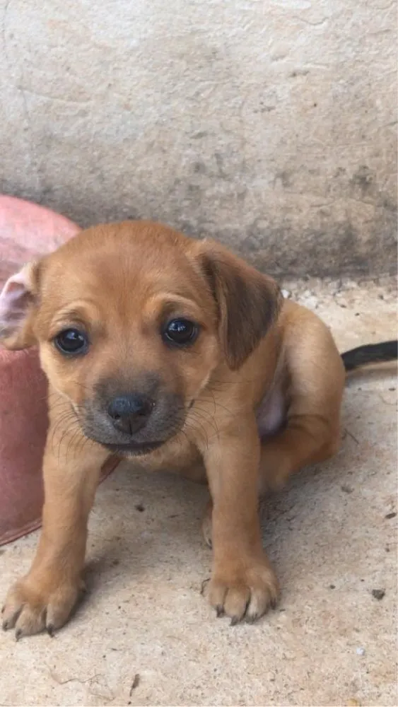 Cachorro ra a Vira-lata  idade 2 a 6 meses nome Sem nome ainda 