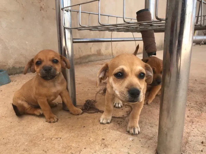 Cachorro ra a Vira-lata  idade 2 a 6 meses nome Sem nome ainda 