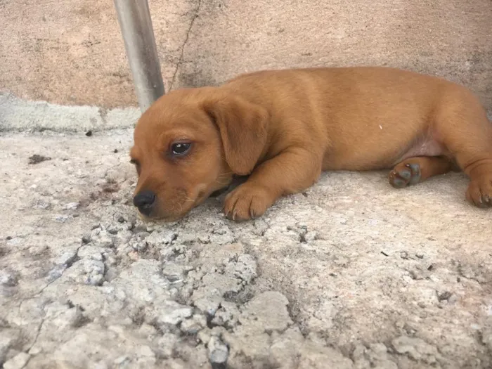 Cachorro ra a Vira-lata  idade 2 a 6 meses nome Sem nome ainda 