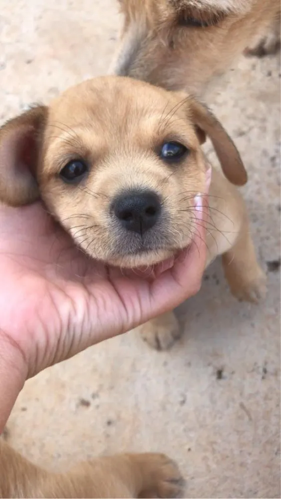 Cachorro ra a Vira-lata  idade 2 a 6 meses nome Sem nome ainda 