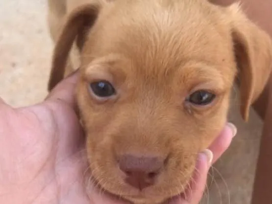 Cachorro ra a Vira-lata  idade 2 a 6 meses nome Sem nome ainda 