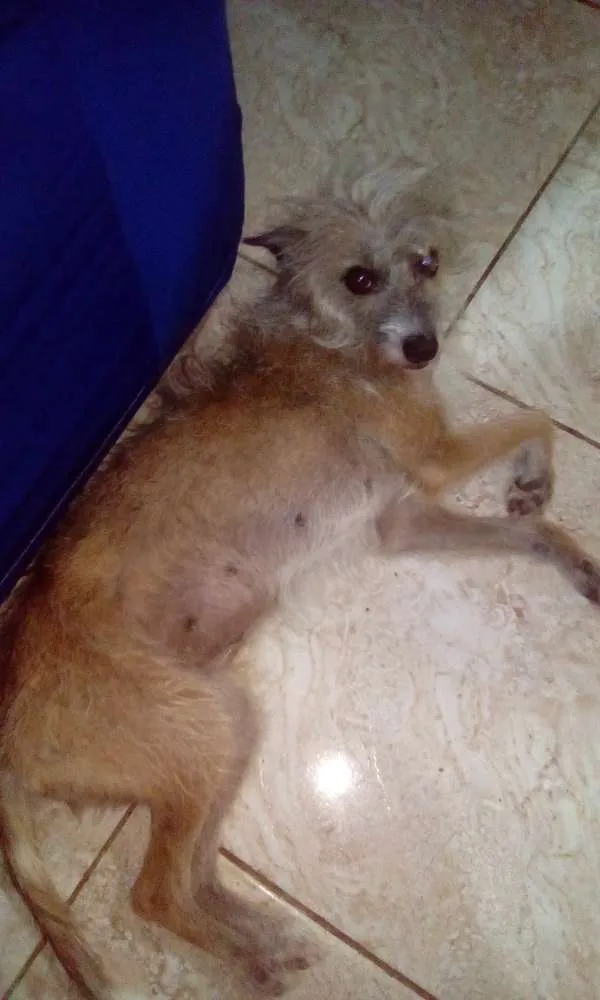 Cachorro ra a Vira-lata idade 6 ou mais anos nome Negah