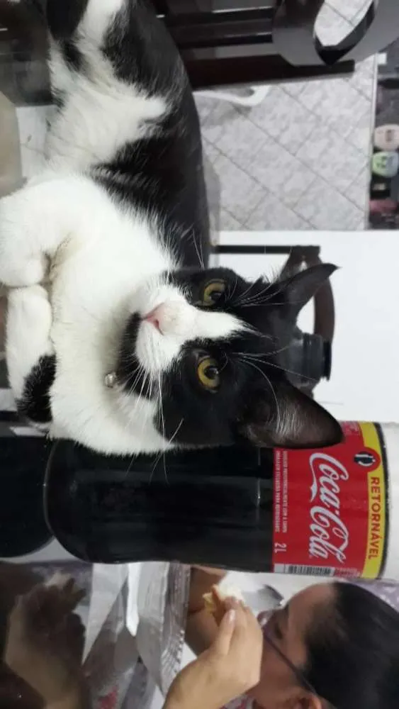 Gato raça  idade 1 ano nome Snow