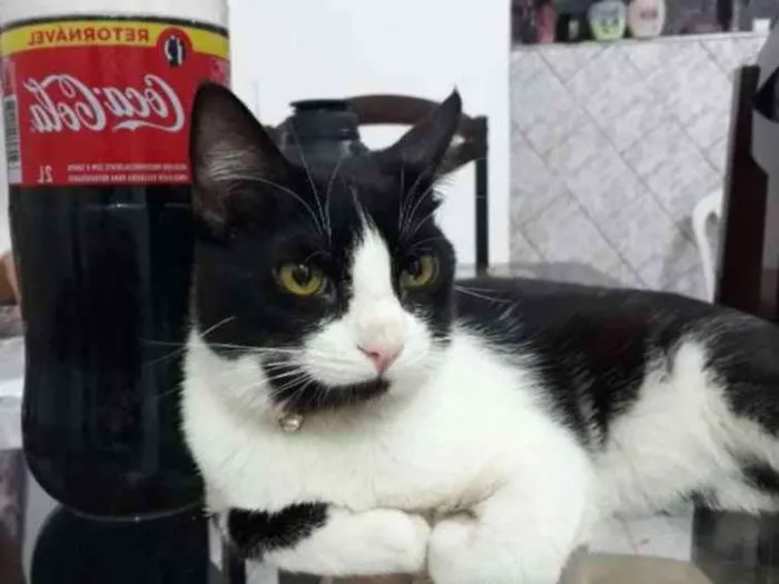 Gato raça  idade 1 ano nome Snow