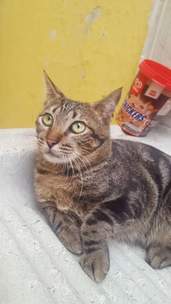 Gato raça  idade 7 a 11 meses nome Chico