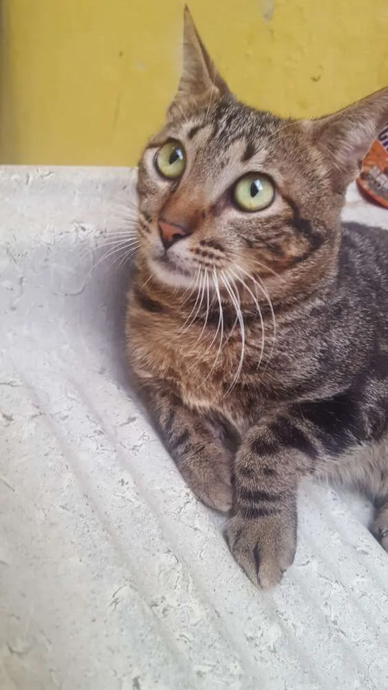 Gato raça  idade 7 a 11 meses nome Chico