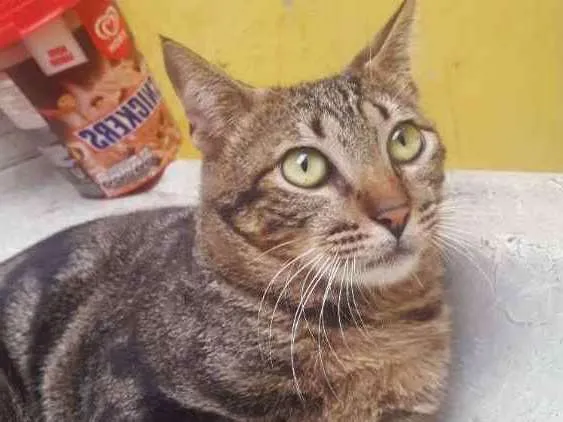 Gato raça  idade 7 a 11 meses nome Chico