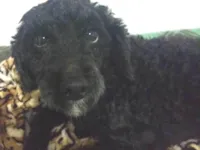 Cachorro raça Poodle idade 2 anos nome Ziggy