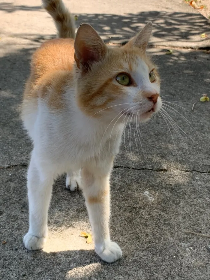 Gato ra a SRD idade 1 ano nome Zé 