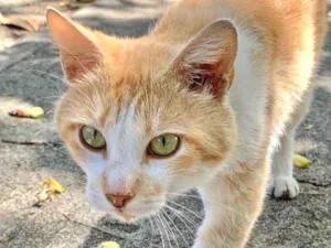 Gato raça SRD idade 1 ano nome Zé 