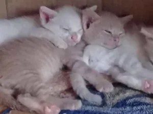 Gato raça Angorá idade 2 a 6 meses nome Ainda não possui nom