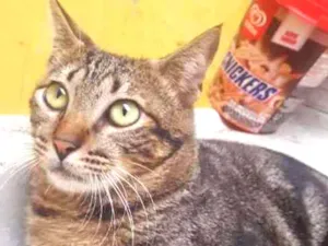 Gato raça  idade 7 a 11 meses nome Chico