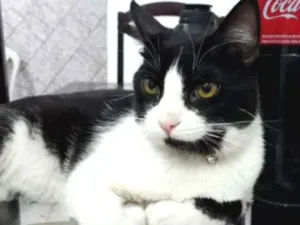 Gato raça  idade 1 ano nome Snow