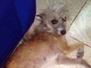 Cachorro raça Vira-lata idade 6 ou mais anos nome Negah