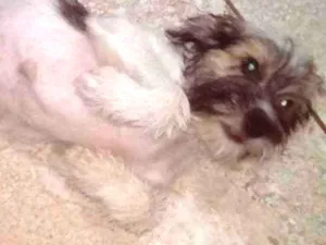 Cachorro raça Vira-lata idade 2 a 6 meses nome Bolinha