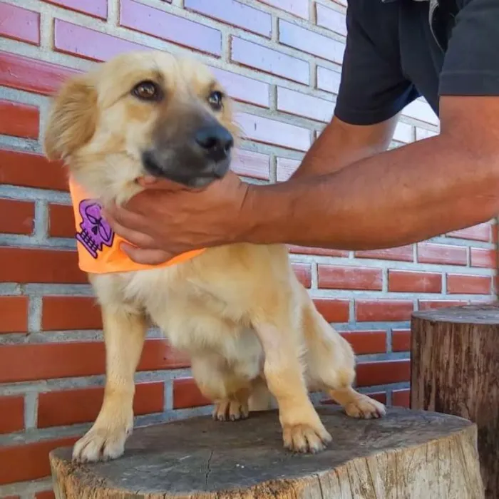 Cachorro ra a srd idade 1 ano nome Max
