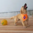 Max